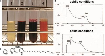 Disclosing the Potential of the SARP-Type Regulator PapR2 for the Activation of Antibiotic Gene Clusters in Streptomycetes